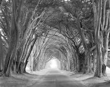 Arched Trees by William Lemke