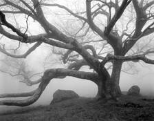 Tree and Fog #2 Blue Ridge by William Lemke