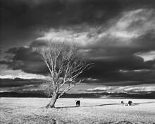 Tree and Cows by William Lemke