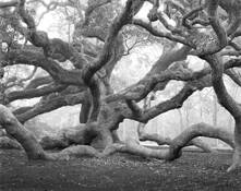 Angel Oak by William Lemke