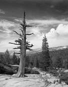 Tree Tioga Pass by William Lemke