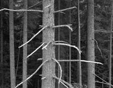 Tree Trunk by William Lemke