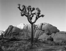 Joshua Tree and Last Light by William Lemke