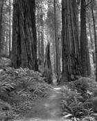 Redwoods and Path by William Lemke