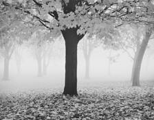 Maple Tree and Fog by William Lemke