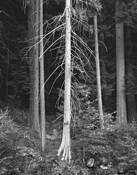 White Tree by William Lemke