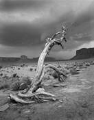 Dead Tree Monument Valley by William Lemke