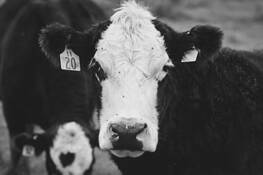 Original Stock by James Selders