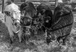 Chowtime Buddies by James Esten