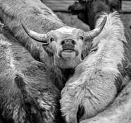 Rescue Me by James Esten