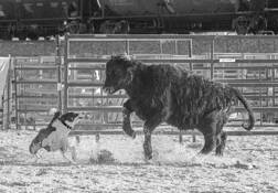 Stock Dog Trials by James Esten