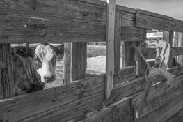 Cow and Hydrant by James Esten