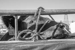 Lookin at You by James Esten