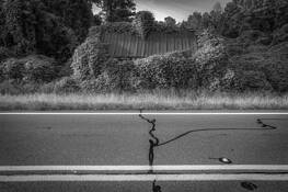 Kudzu by Charles Allen Haynes
