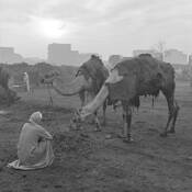 Early Morning in the Camel Market by William Lemke