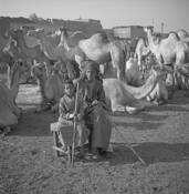 Young Man and Boy in the Camel Market by William Lemke