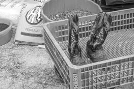 Boots by James Esten