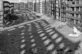Cattle Path by James Esten