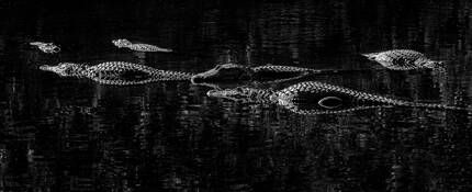 Morning Gatore by Beamie Young