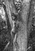 Birth of a Dryad by Hal Kahn
