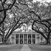 Oak Alley Planation by Daniel Ashe