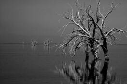 Dancing Snags by Jerry Kalman