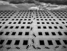 Eschers Ants Freeway by William R. West