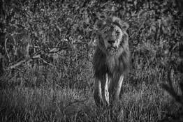 Stalking Lion by William Bullard
