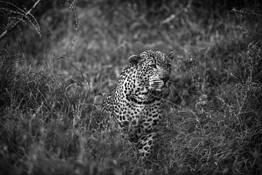 Stalking Leopard by William Bullard
