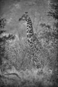 Giraffe in Brush by William Bullard