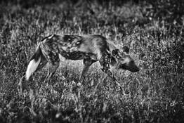 Stalking Wild Dog by William Bullard