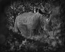 Rhino in Brush by William Bullard