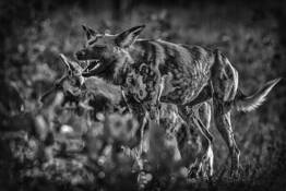 Wild Dogs Hunting by William Bullard
