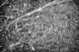 Young Leopard in Brush by William Bullard