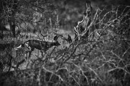 Wild Dog in Brush by William Bullard