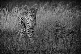 Stalking Cheetah by William Bullard