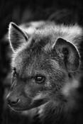 Hyena Cub by William Bullard