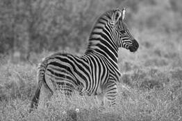Zebra Calf by William Bullard
