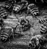 Varroa Mite on a Honeybee by William Jackson