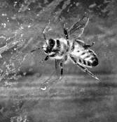 Guard Bee by William Jackson