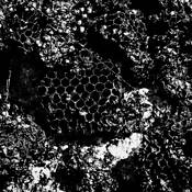 Discarded Brood Comb by William Jackson