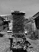 Bee Swarm by William Jackson