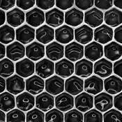 Nectar Stored in Honeycomb Cells by William Jackson
