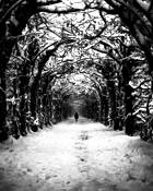 Journey by Tom Porter