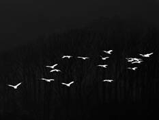 Snow Geese by Barbara Warren