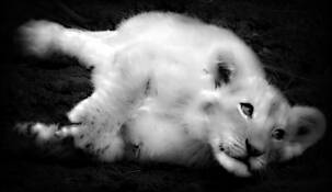 Lion Cub Corrected by Bob Demchuk