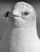 Seagull Portrait by Cara Niazi
