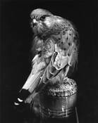 Kestral on Perch by Erwin G. Markowitz