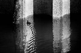 Duck Under Pier by Lee Grossman