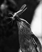 Bird and Bug by Melissa Cook